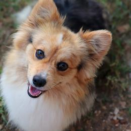 Biscuit - Pembroke Welsh Corgi