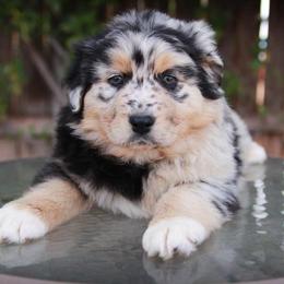 Australian Shepherd Puppies from Brit’s Australian Shepherds