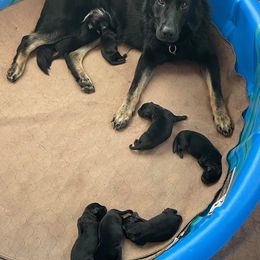 German Shepherd puppies from Alte Baum Kennel
