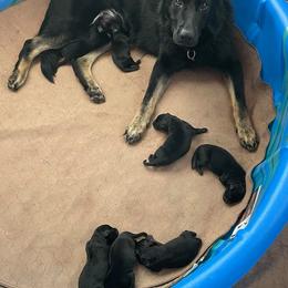 German Shepherd puppies from Alte Baum Kennel