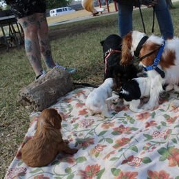 Cavalier King Charles Spaniel Puppies from Critter's Cottage Cavaliers