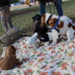 Cavalier King Charles Spaniel Puppies from Critter's Cottage Cavaliers