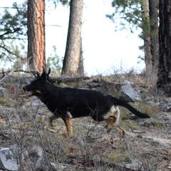 German Shepherds from Shepherd's Meadow Guardians