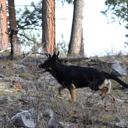 German Shepherds from Shepherd's Meadow Guardians