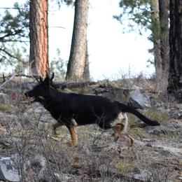 German Shepherds from Shepherd's Meadow Guardians