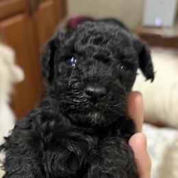 Silver girl - Silver female Poodle puppy in Birmingham, Alabama from Stormborn