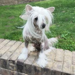 Chinese Crested puppies from Western Kentucky Chihuahua’s and Chinese Crested’s