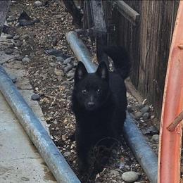 Silver -Active - Schipperke