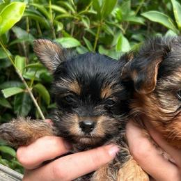 Poppy's red - Black and tan male Yorkshire Terrier puppy in Hardeeville, South Carolina from Pups of the Lowcountry