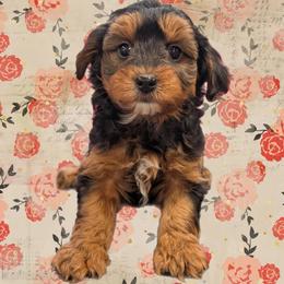 Champagne - Black and tan male Yorkipoo puppy in Coshocton, Ohio from Forever Family Puppies