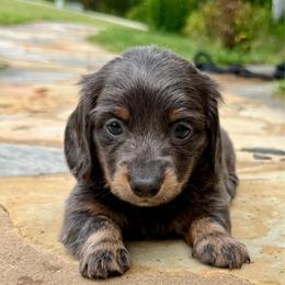 Blue bell - AKC - Gray (blue) and tan female Dachshund puppy in Cleveland, Georgia from Memaw’s Minis Babies Doxies
