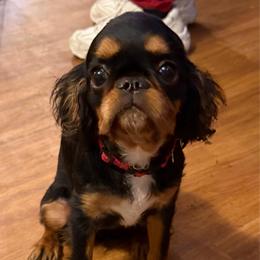 Bridget - Black and tan female English Toy Spaniel puppy in Pennsylvania from Enchanting Charlies
