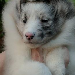 Bulldog, Miniature Pinscher, and Shetland Sheepdog Puppies from Smooch-A-Bulls English Bulldogs & M&M Shelties & Min Pin's