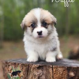 Waffle - Red male Pembroke Welsh Corgi puppy in Cameron, North Carolina from Butts Family Corgis