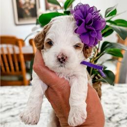 Baylee Female Purple Collar - Blenheim female Cavapoo puppy in Pleasant Grove, Utah from Destination Doodles