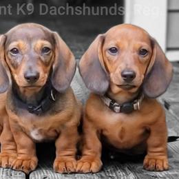 Kashmir -Cuddle Up Companion - Red male Dachshund puppy in Mountain Grove, Missouri from Blueprint K9 Dachshunds- www.BlueprintK9.com