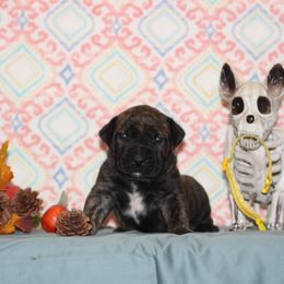 Boy 4 - Tiger Perro de Presa Canario puppy in Winfield, Missouri from Canarian Bull Kennel