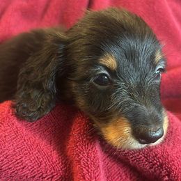 Rosie AKC - Black and tan female Dachshund puppy in Argos, Indiana from TKO Doxies