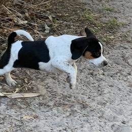 Beagle Puppies from Southern Skye Farm