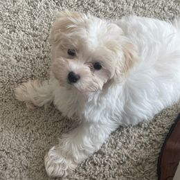 Assorted Doodle Crosses, Maltese, Maltipoos, Morkies, and Toy Australian Shepherds from 4R Aussies & Tiny Paws