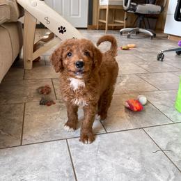 Mocha - Red  female Goldendoodle puppy in Sugarcreek, Ohio from True Hearted Doodles