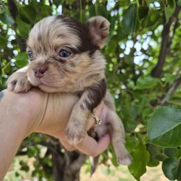 Vermeer - Merle male Chihuahua puppy in Silver Summit, Utah from Snow Peak Kennel