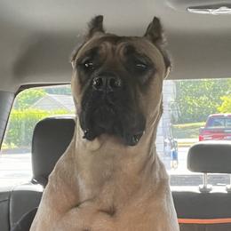 Alicia - Cane Corso