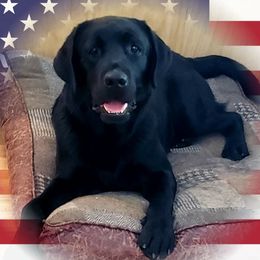 Hugo - Labrador Retriever
