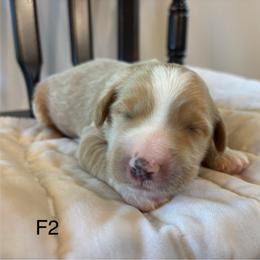 Girl 2 - Apricot female Goldendoodle puppy in Mattawan, Michigan from Doodifuldoods