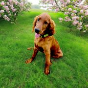 Light Green Girl - Red female Irish Doodle puppy in Madison, Wisconsin from Morningside Doodles