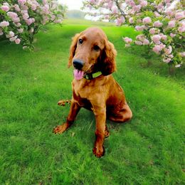 Light Green Girl - Red female Irish Doodle puppy in Madison, Wisconsin from Morningside Doodles