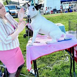 Bull Terrier Puppies from Luxury Bulls