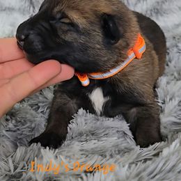 Indy's Orange - Mahogany male Belgian Malinois puppy in Berry, Alabama from North River k9