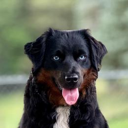 Maggie - Miniature Australian Shepherd