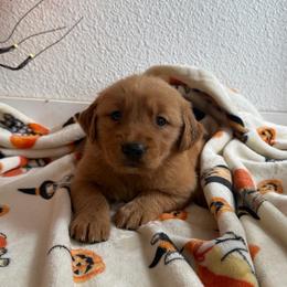Purple Color Girl - Dark golden female Golden Retriever puppy in Loma Rica, California from BloomingPuppies