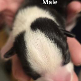 Puppy 1 - Black and tan male Pembroke Welsh Corgi puppy in Buffalo, Wyoming from Diamond K Corgis