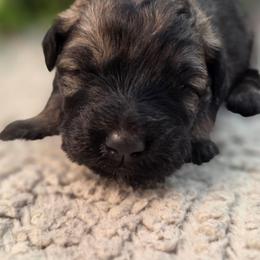 Chestnut - Fawn female Bouvier des Flandres puppy in Drury, Missouri from Black Bears Critters