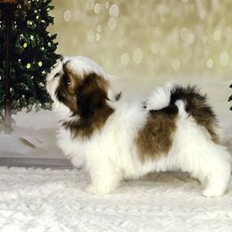 Shih Tzu Puppies from The Shih Tzu Life