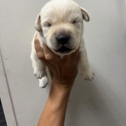 Male Pick Number 3 - Yellow male Labrador Retriever puppy in Husser, Louisiana from Kristen