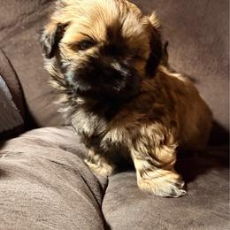 Boy 2 - Brindle male Shih Tzu puppy in Scottdale, Pennsylvania from Nancy’s Majestic Shih Tzus