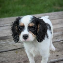 Finn - Tri-color male Cavapoo puppy in San Diego, California from WW Cavapoos