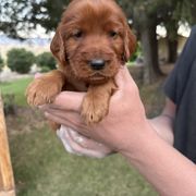 Gray-Dobby - Mahogany male Irish Setter puppy in Franklin, Idaho from Spring Creek Irish Setters
