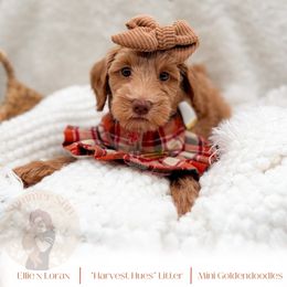 Ginger - Apricot female Goldendoodle puppy in California City, California from Summer Sun Doodles