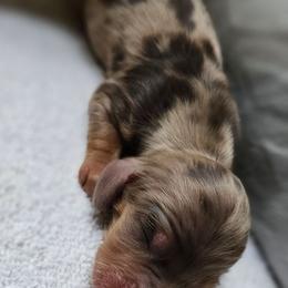 Chocolate Boy - Dapple male Dachshund puppy in Woodland, Washington from SJs Dachshunds