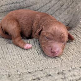 Cavapoo puppies from Gardner Lane Puppies