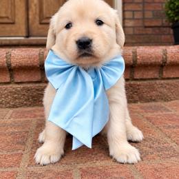 Light blue - Light golden female Golden Retriever puppy in Harrisburg, North Carolina from Bunn Ranch Goldens & Bernese