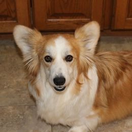 Joy - Pembroke Welsh Corgi