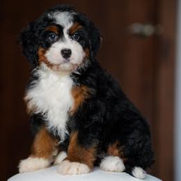 Ivy - Tri-color female Bernedoodle puppy in Dundee, Ohio from Down Home Doodle