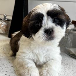 Hershey - Black and white female Mal-Shi puppy in Yulee, Florida from Malshipoos