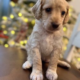 Honey - Apricot female Goldendoodle puppy in Macclenny, Florida from Baker County Goldendoodles